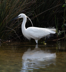 Egretta garzetta