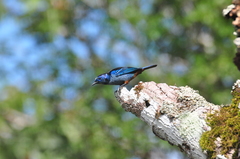 Tangara velia cyanomelas