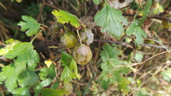 Podosphaera mors-uvae