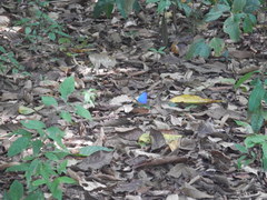 Morpho menelaus amathonte