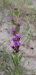 Liatris squarrosa glabrata