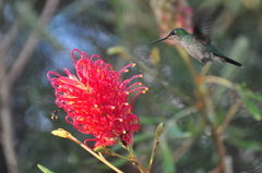 Chrysuronia leucogaster
