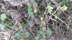 Podosphaera mors-uvae