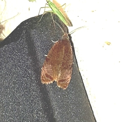 Olethreutes submissanum