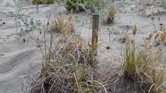 Poa macrantha