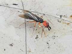 Odontomachus erythrocephalus