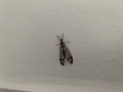 Dendroleon pantherinus