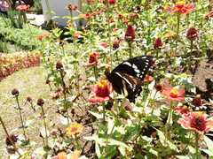 Papilio coroebus syndemis