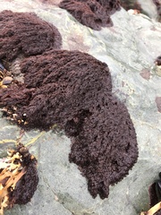 Callithamnion pikeanum