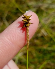 Carex exilis