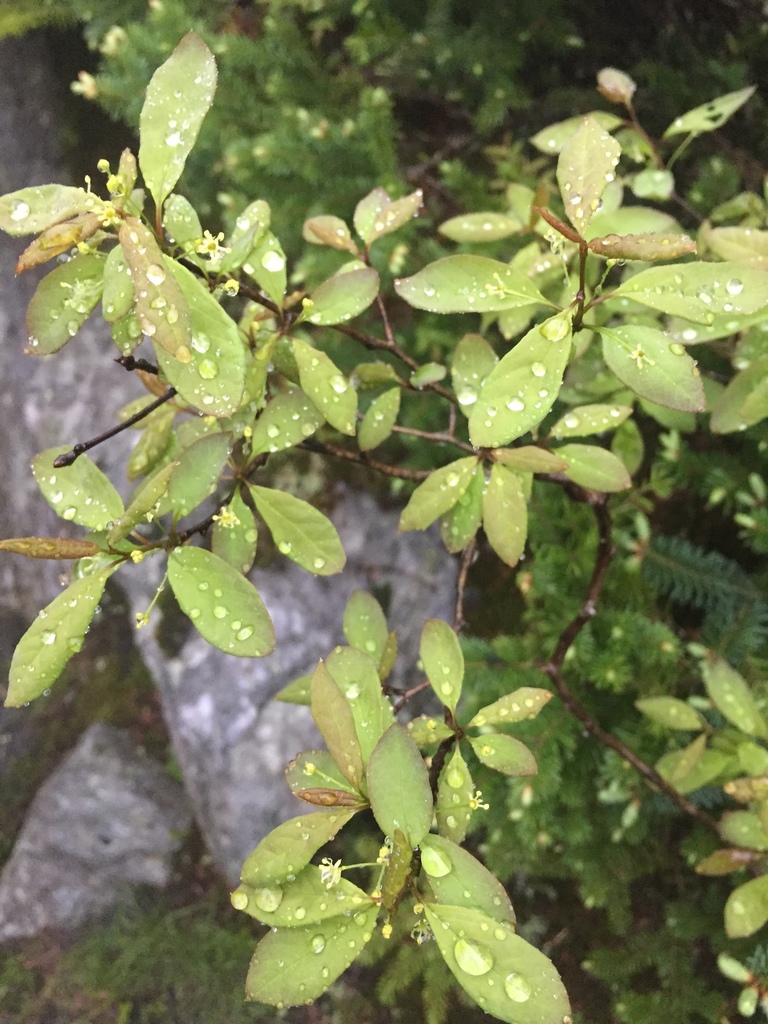Catberry (Ilex mucronata)