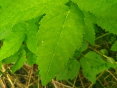 Aegopodium podagraria