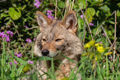 Canis aureus syriacus