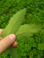 Aegopodium podagraria