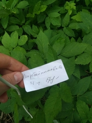 Aegopodium podagraria