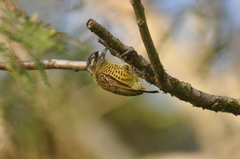 Picumnus exilis