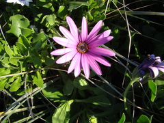 Dimorphotheca jucunda