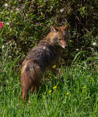 Canis aureus syriacus