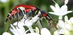 Malachius aeneus