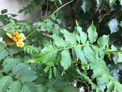 Campsis radicans