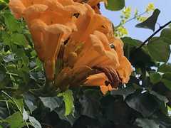 Campsis radicans