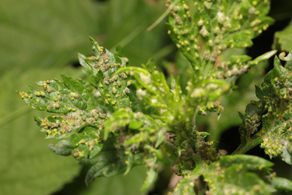 Aceria artemisiae