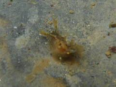 Dendronotus