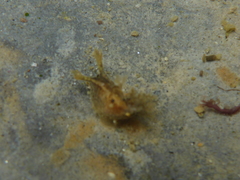 Dendronotus