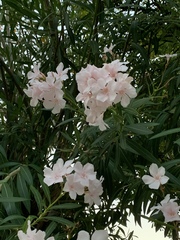 Nerium oleander