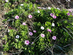 Dimorphotheca jucunda