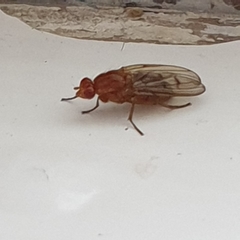 Dryomyzidae