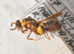 Leucospis brevicauda