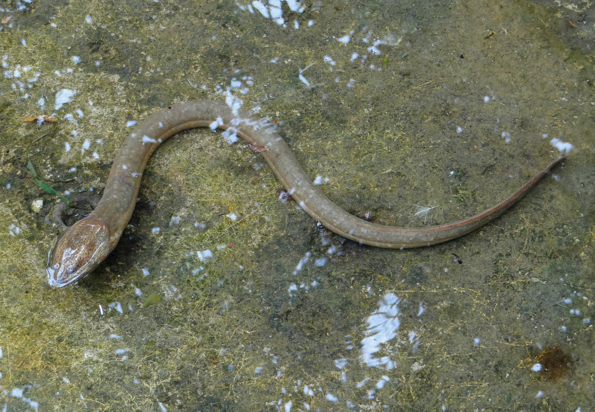 Peixes de água doce do Brasil - Mussum (Synbranchus marmoratus