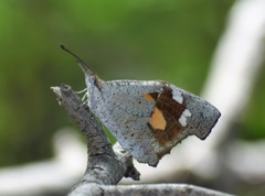 Libythea laius