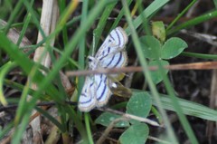 Parapoynx badiusalis