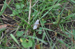 Parapoynx badiusalis