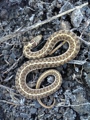 Thamnophis scaliger