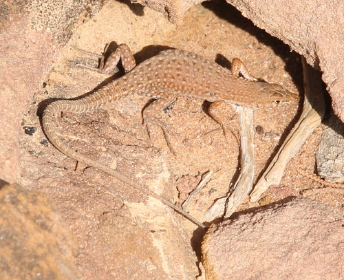 Mount Sinai Lizard