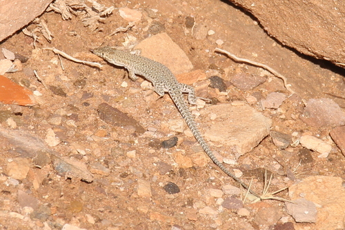 Mount Sinai Lizard