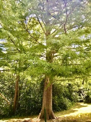 Taxodium distichum