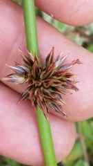 Juncus lesueurii