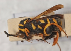 Leucospis gigas