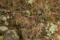Melinis minutiflora