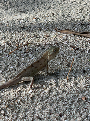 Calotes versicolor