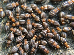 Cerastipsocus trifasciatus