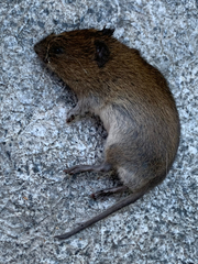 Microtus townsendii