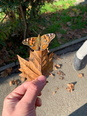 Vanessa cardui