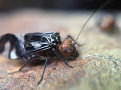 Cerastipsocus trifasciatus