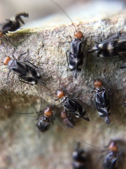 Cerastipsocus trifasciatus