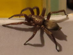 Scotophaeus blackwalli